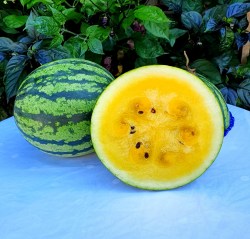 watermelon lunar3